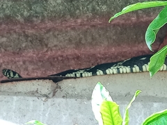Spilotes pullatus