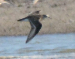Calidris minuta