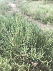 Arthrocaulon macrostachyum