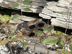 Crotalus horridus