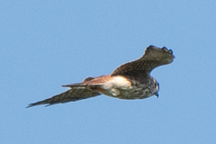 Falco sparverius