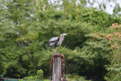 Ardea herodias