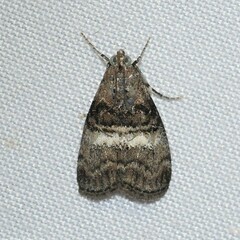 Pococera asperatella