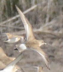 Calidris ferruginea