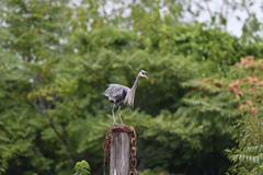 Ardea herodias