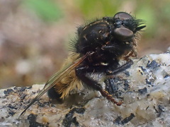 Cyrtopogon