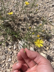 Xanthisma spinulosum