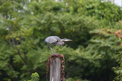 Ardea herodias