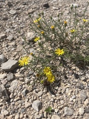 Xanthisma spinulosum