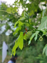 Passiflora serratodigitata