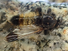 Cyrtopogon