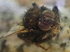 Cyrtopogon