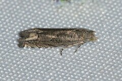 Epiblema minutana