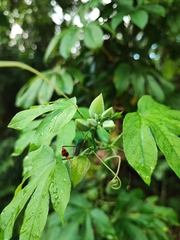 Passiflora serratodigitata