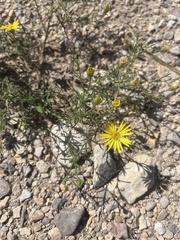 Xanthisma spinulosum