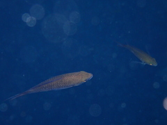 Chromis chromis