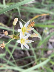 Nothoscordum