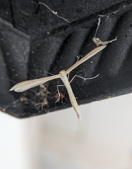 Hellinsia homodactylus