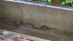 Gloydius ussuriensis