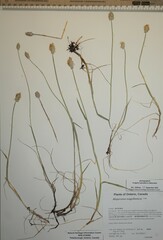 Alopecurus magellanicus