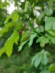 Passiflora serratodigitata