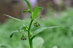 Symphytum officinale