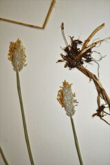 Alopecurus magellanicus