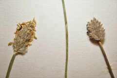 Alopecurus magellanicus