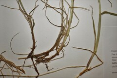 Alopecurus magellanicus