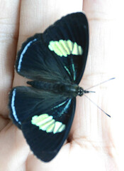 Diaethria clymena