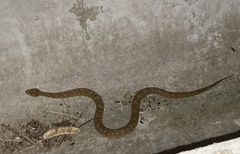 Gloydius ussuriensis