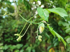 Passiflora serratodigitata