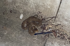 Gloydius ussuriensis