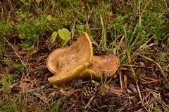 Suillus collinitus