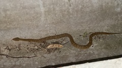 Gloydius ussuriensis