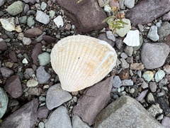 Cerastoderma edule