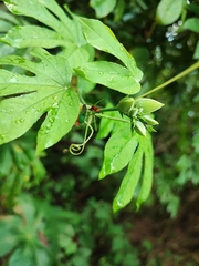 Passiflora serratodigitata