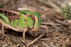 Locusta migratoria
