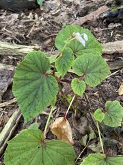 Begonia grandis
