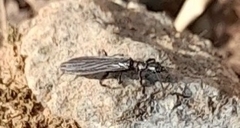 Oligotoma saundersii