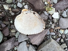 Cerastoderma edule