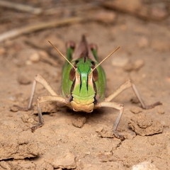 Locusta migratoria