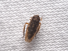 Deltocephalini