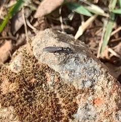 Oligotoma saundersii