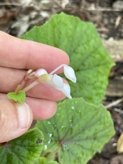 Begonia grandis