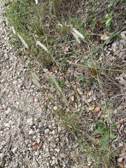 Dichanthium sericeum