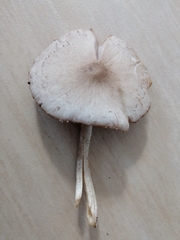 Coprinopsis melanthina