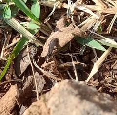 Oligotoma saundersii