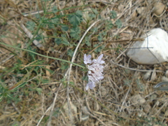 Dipsacoideae