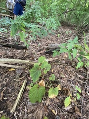 Begonia grandis